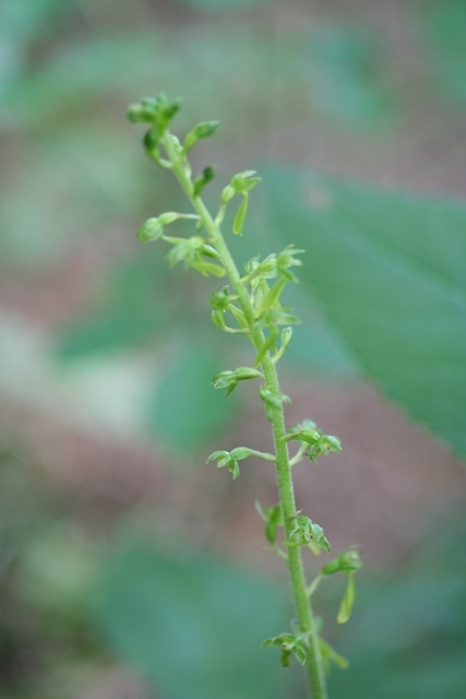 Listera ovata delle Alpi Venete